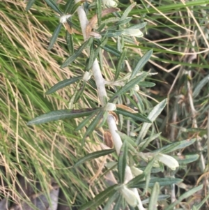 Ozothamnus secundiflorus at Rendezvous Creek, ACT - 24 Oct 2021 01:39 PM