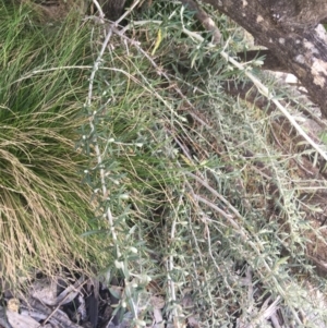 Ozothamnus secundiflorus at Rendezvous Creek, ACT - 24 Oct 2021 01:39 PM