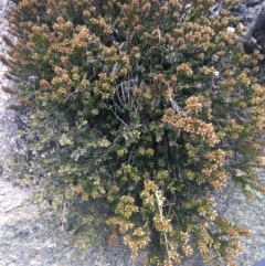 Epacris robusta (Round-leaf Heath) at Mount Clear, ACT - 24 Oct 2021 by NedJohnston