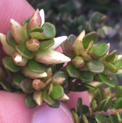 Epacris robusta at Mount Clear, ACT - 24 Oct 2021 02:15 PM