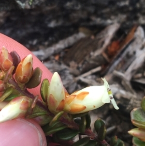 Epacris robusta at Mount Clear, ACT - 24 Oct 2021