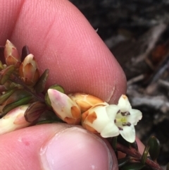 Epacris robusta at Mount Clear, ACT - 24 Oct 2021 02:15 PM