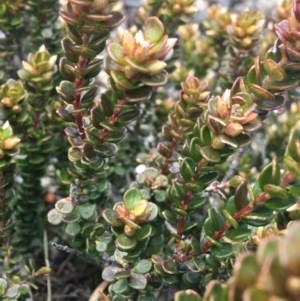 Epacris robusta at Mount Clear, ACT - 24 Oct 2021 02:15 PM