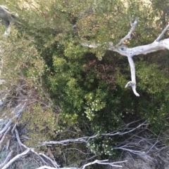 Leucopogon gelidus at Mount Clear, ACT - 24 Oct 2021 by Ned_Johnston