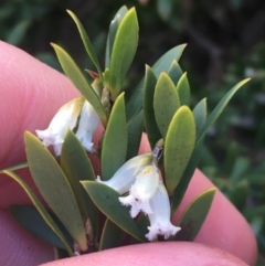 Leucopogon gelidus at Mount Clear, ACT - 24 Oct 2021