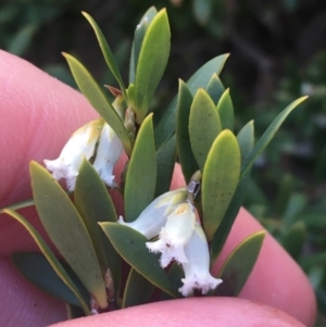 Leucopogon gelidus at Mount Clear, ACT - 24 Oct 2021