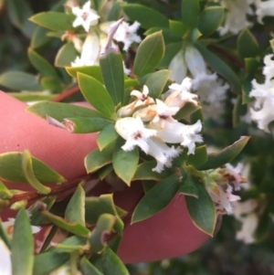 Leucopogon gelidus at Mount Clear, ACT - 24 Oct 2021