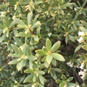 Leucopogon gelidus at Mount Clear, ACT - 24 Oct 2021