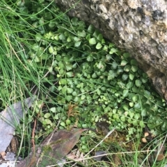 Asplenium flabellifolium (Necklace Fern) at Namadgi National Park - 24 Oct 2021 by Ned_Johnston