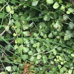 Asplenium flabellifolium at Mount Clear, ACT - 24 Oct 2021 03:18 PM