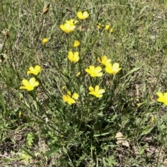 Ranunculus sp. (Buttercup) at Forde, ACT - 24 Oct 2021 by KMcCue