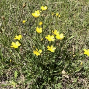 Ranunculus sp. at Forde, ACT - 24 Oct 2021