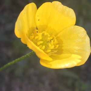 Ranunculus lappaceus at Rendezvous Creek, ACT - 24 Oct 2021