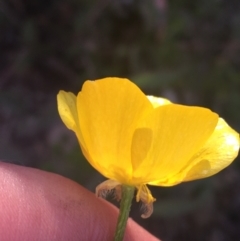 Ranunculus lappaceus at Rendezvous Creek, ACT - 24 Oct 2021