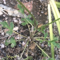 Ranunculus lappaceus at Rendezvous Creek, ACT - 24 Oct 2021