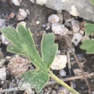 Ranunculus lappaceus at Rendezvous Creek, ACT - 24 Oct 2021