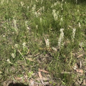 Stackhousia monogyna at Forde, ACT - 24 Oct 2021 10:53 AM