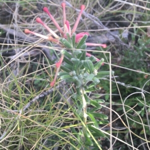 Grevillea lanigera at Rendezvous Creek, ACT - 24 Oct 2021