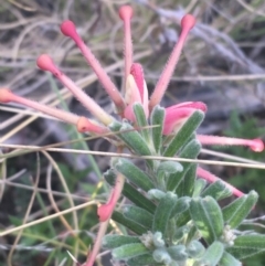 Grevillea lanigera at Rendezvous Creek, ACT - 24 Oct 2021