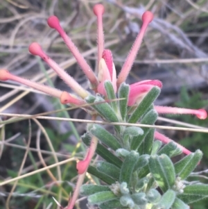 Grevillea lanigera at Rendezvous Creek, ACT - 24 Oct 2021