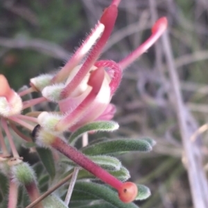 Grevillea lanigera at Rendezvous Creek, ACT - 24 Oct 2021