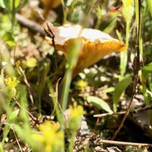 Lichenomphalia chromacea at Forde, ACT - 24 Oct 2021