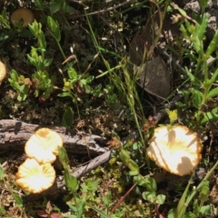 Lichenomphalia chromacea at Forde, ACT - 24 Oct 2021