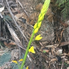 Bulbine sp. at Rendezvous Creek, ACT - 24 Oct 2021