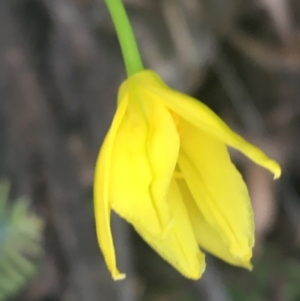 Bulbine sp. at Rendezvous Creek, ACT - 24 Oct 2021