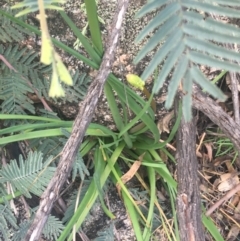 Bulbine sp. at Rendezvous Creek, ACT - 24 Oct 2021