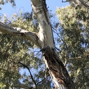 Callocephalon fimbriatum at Hughes, ACT - suppressed