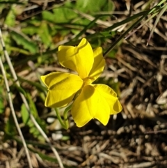 Goodenia pinnatifida (Scrambled Eggs) at Yarramundi Grassland
 - 27 Oct 2021 by LD12