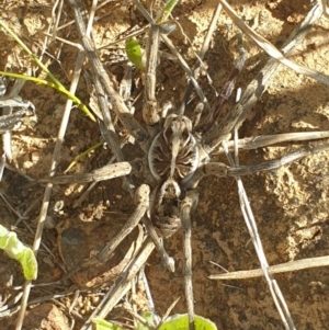 Tasmanicosa sp. (genus) at Yarralumla, ACT - 27 Oct 2021