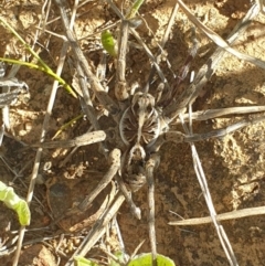 Tasmanicosa sp. (genus) (Unidentified Tasmanicosa wolf spider) at Yarralumla, ACT - 27 Oct 2021 by LD12
