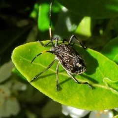 Pentatomidae (family) (Shield or Stink bug) at Crooked Corner, NSW - 21 Oct 2021 by Milly