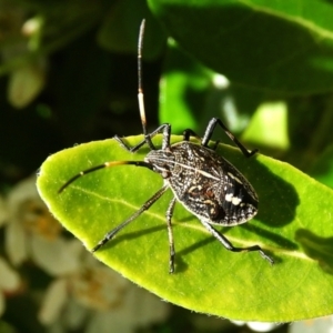 Pentatomidae (family) at Crooked Corner, NSW - 22 Oct 2021 09:52 AM