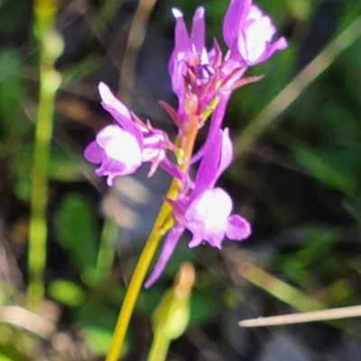 Linaria pelisseriana (Pelisser's Toadflax) at Mount Jerrabomberra - 27 Oct 2021 by SteveWhan