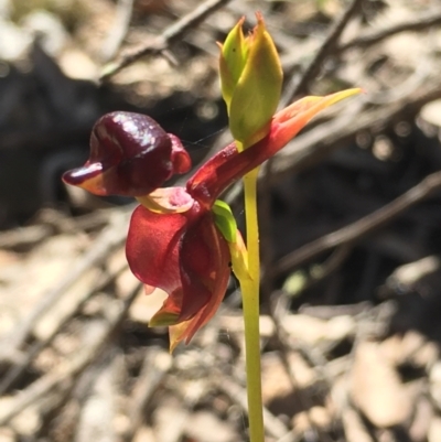 Caleana major (Large Duck Orchid) at Lower Boro, NSW - 23 Oct 2021 by mcleana