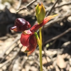 Caleana major (Large Duck Orchid) at Lower Boro, NSW - 23 Oct 2021 by mcleana