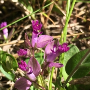 Polygala japonica at Lower Boro, NSW - 27 Oct 2021