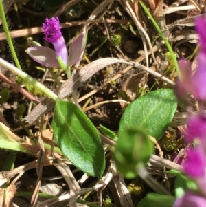 Polygala japonica at Lower Boro, NSW - 27 Oct 2021 03:46 PM