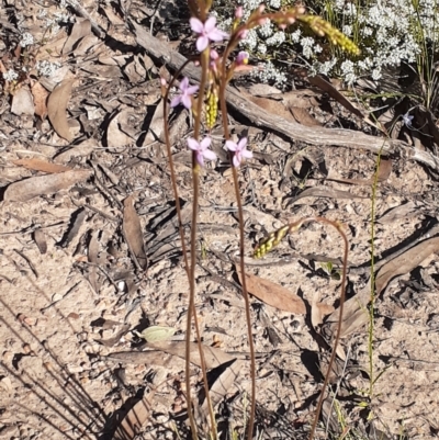 Stylidium graminifolium (grass triggerplant) at Bruce, ACT - 27 Oct 2021 by RosieTracie