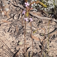 Stylidium graminifolium (Grass Triggerplant) at Bruce, ACT - 27 Oct 2021 by RosieTracie