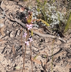 Stylidium graminifolium at Bruce, ACT - 27 Oct 2021