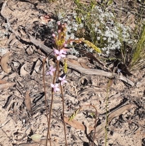 Stylidium graminifolium at Bruce, ACT - 27 Oct 2021 05:08 PM