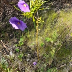 Solanum linearifolium (Kangaroo Apple) at Bruce, ACT - 27 Oct 2021 by RosieTracie