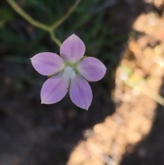 Wahlenbergia sp. (Bluebell) at Lower Boro, NSW - 27 Oct 2021 by mcleana