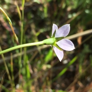 Wahlenbergia sp. at Lower Boro, NSW - 27 Oct 2021