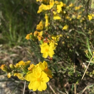 Hibbertia sp. at Lower Boro, NSW - 27 Oct 2021