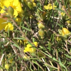 Hibbertia sp. at Lower Boro, NSW - 27 Oct 2021